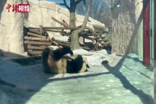 莫斯科动物园大熊猫受欢迎