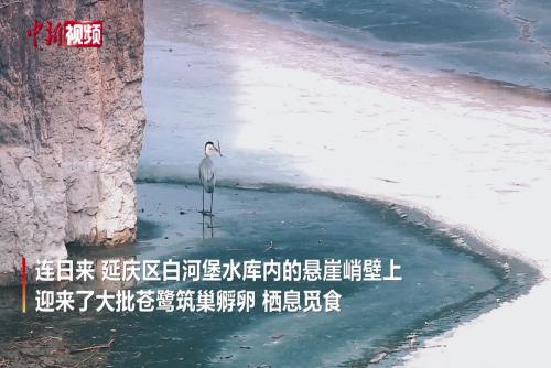 北京白河堡水库峭壁迎大批苍鹭