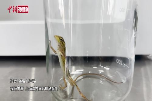上海口岸首次在入境货物中截获变色树蜥