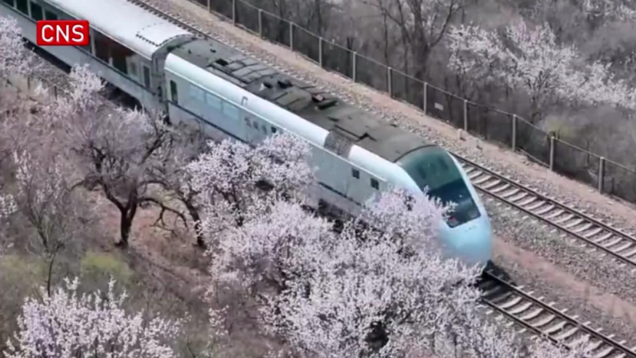 'Train to spring' stuns visitors in Beijing