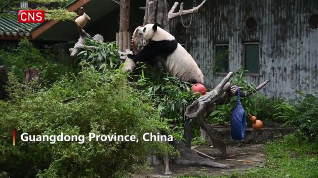 Giant pandas live well in Guangzhou