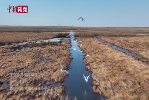 中俄最大界湖兴凯湖迎来候鸟迁徙高峰期