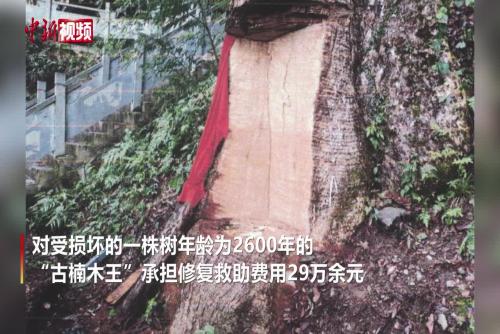 贵州2600岁“古楠木王”被盗割 11人获刑