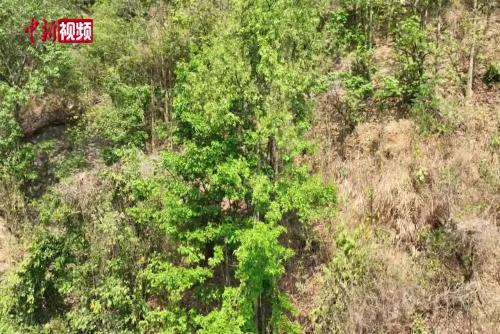 貴州南盤江林場發現近萬棵野生紅豆樹