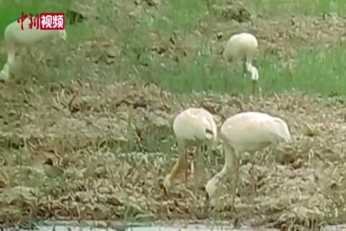 天津七里海濕地首次發現白鶴種群