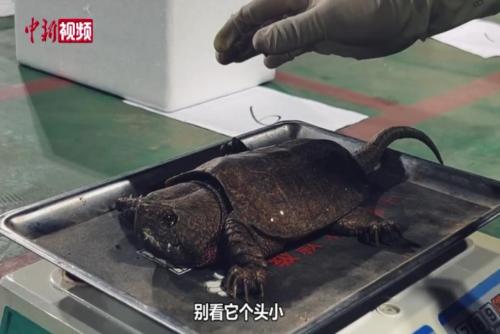 民警查获68只国家二级保护动物鹰嘴龟