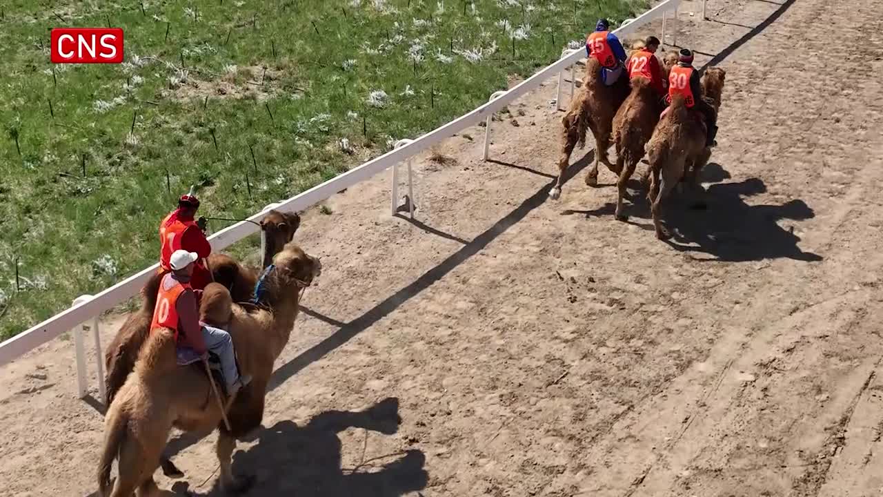 Camel festival kicks off in north China's Inner Mongolia