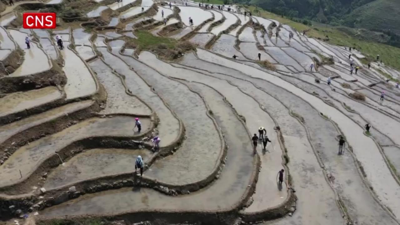 Ploughing festival celebrated in S China's Guangxi
