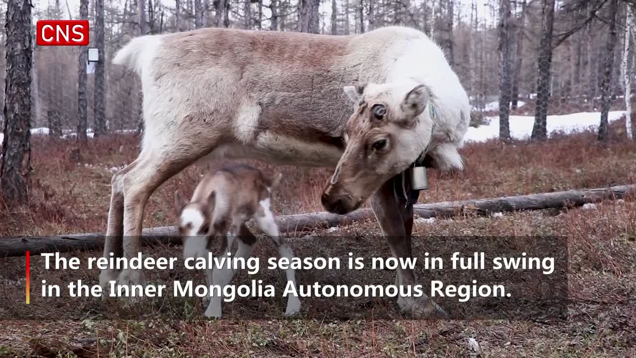 China's last hunting tribe welcomes reindeer calving season