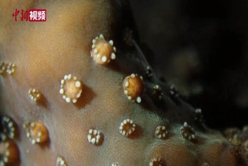 一起來看霜鹿角珊瑚產卵“奇觀”