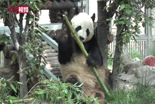 濟南動物園為大熊貓“雅吉”慶生