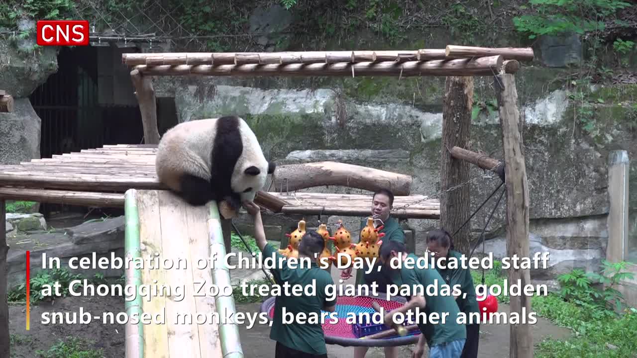 Animals at Chongqing Zoo enjoy Children's Day celebrations
