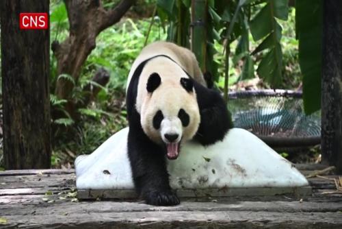 Giant pandas find cool ways to beat summer heat