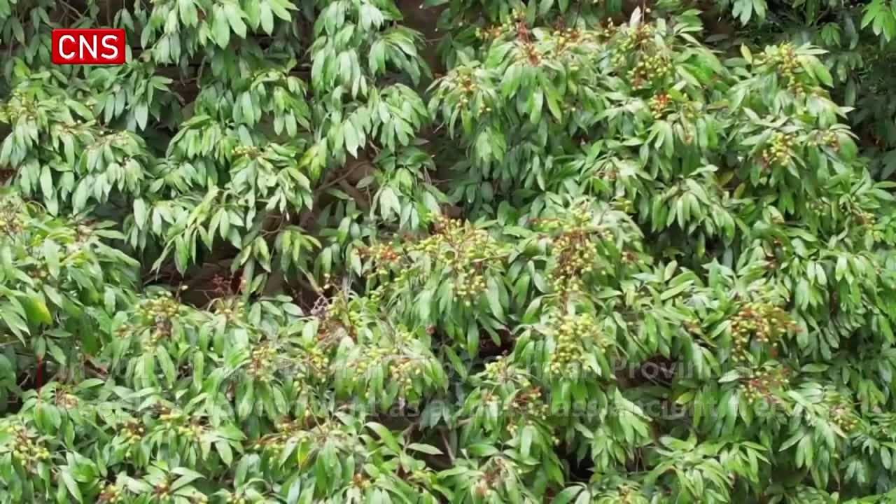 A thousand-year-old lychee tree bears fruit again in Sichuan