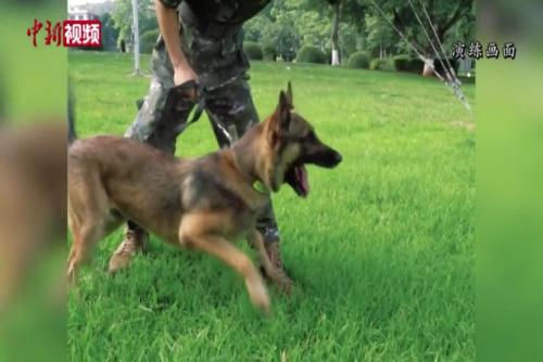 直擊武警廣西總隊軍犬訓練現場