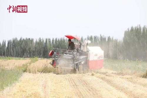 新疆南部开启冬小麦收割