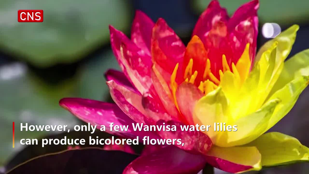 Two-colored water lily blooms in China's Nanjing
