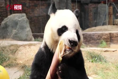 河北保定：大熊貓過端午 憨態上演“吃播秀”
