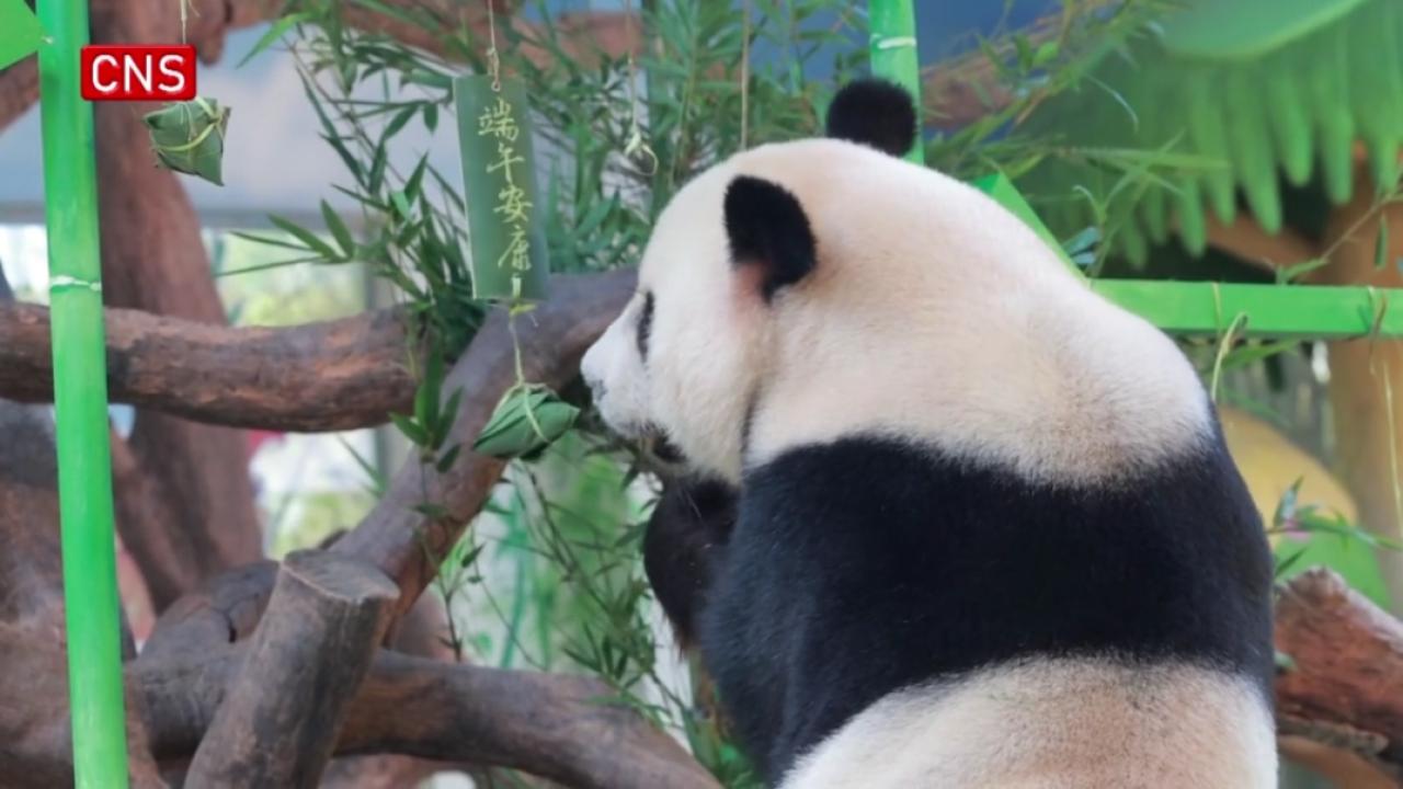 Pandas enjoy zongzi ahead of Dragon Boat Festival
