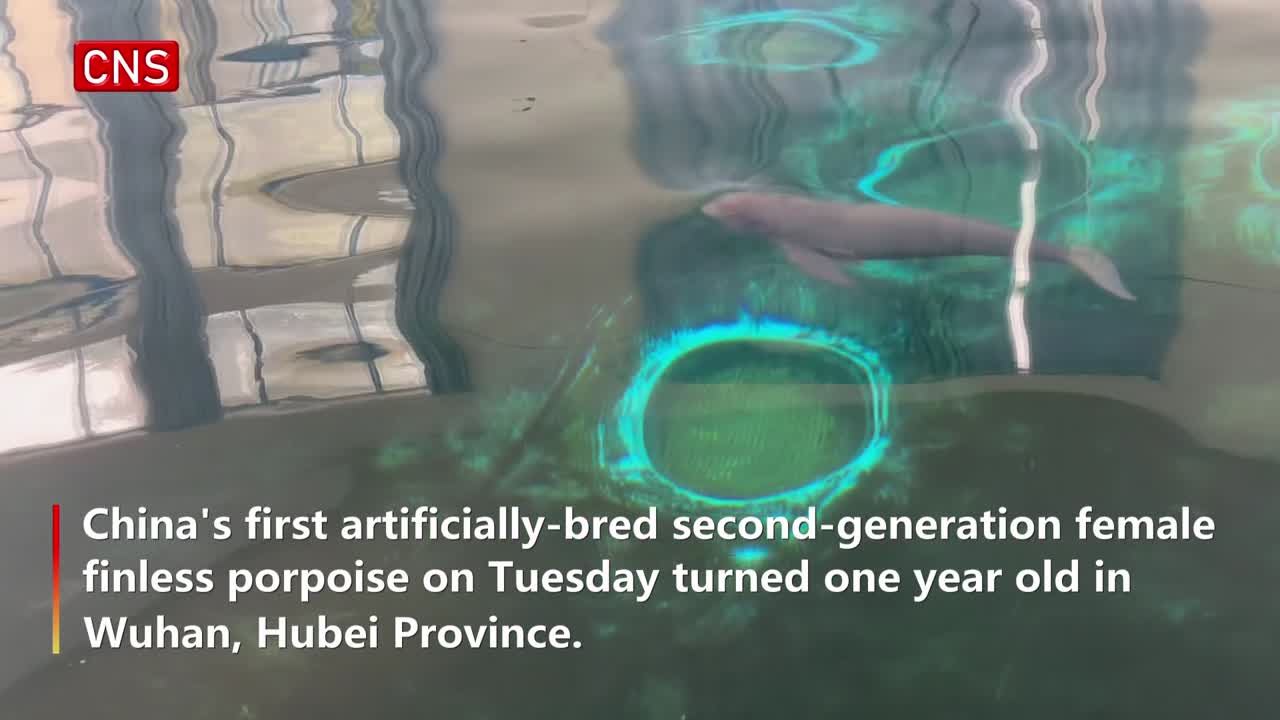 Artificially-bred female finless porpoise turns one in Hubei