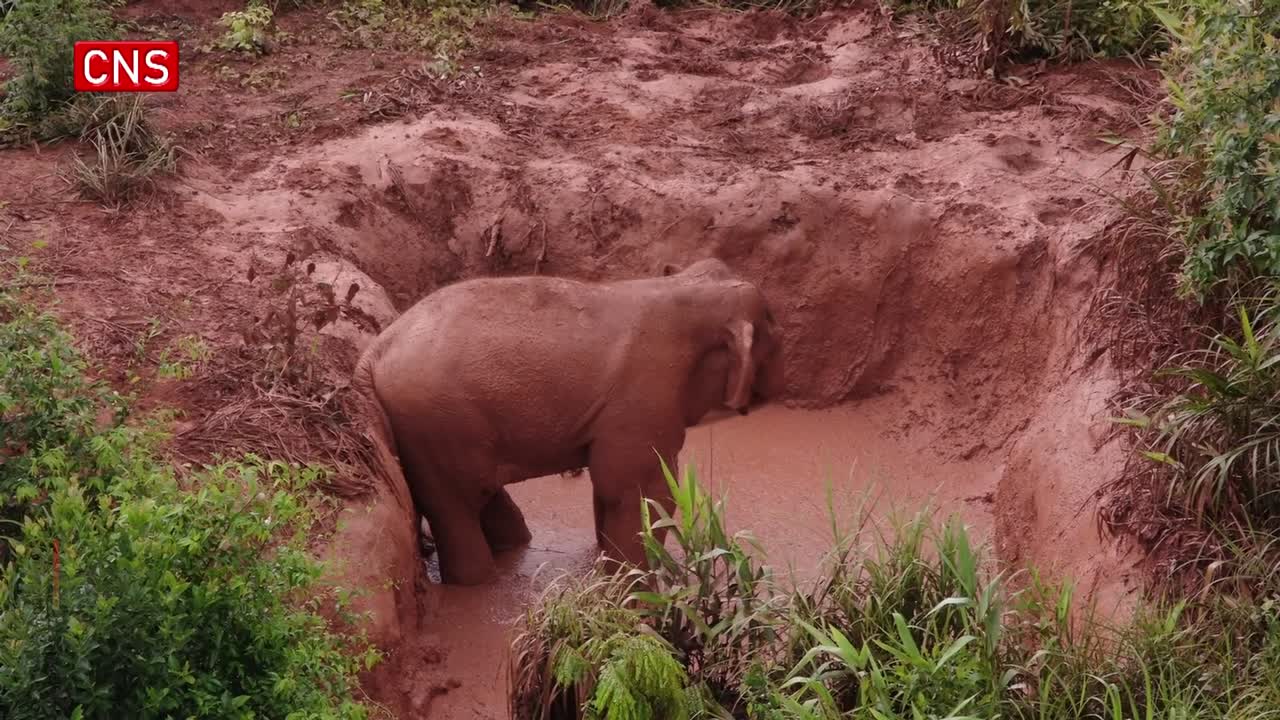 Wild Asian elephants play in the mud in southwest China