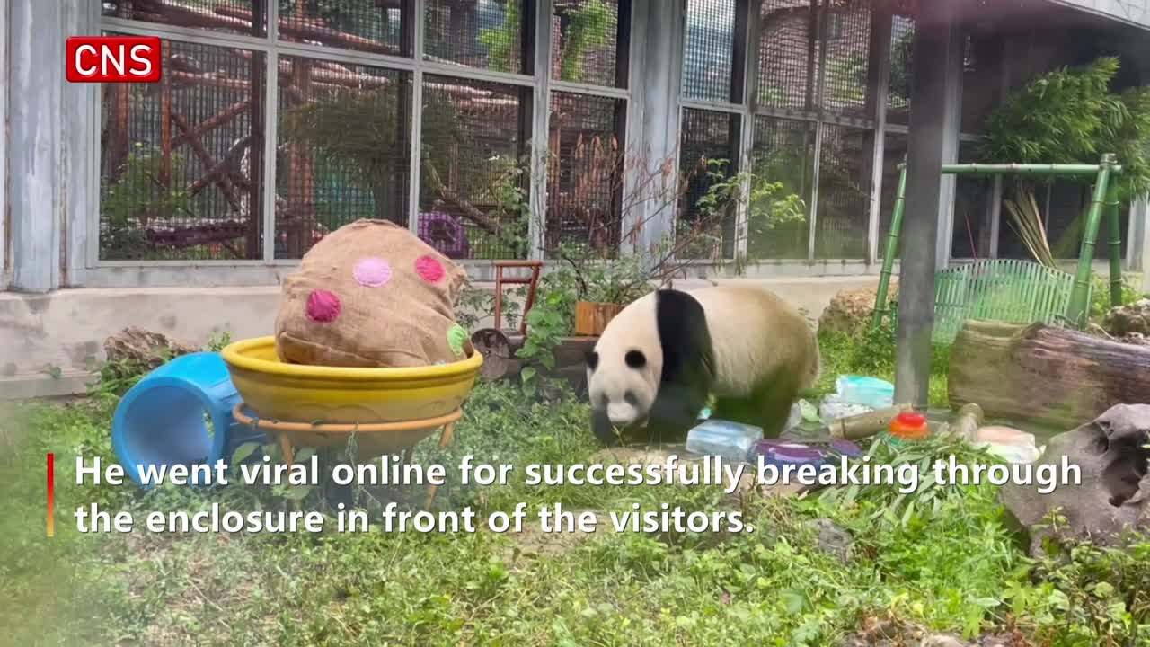 Visitors line up to celebrate giant panda Meng Lan's birthday in Beijing