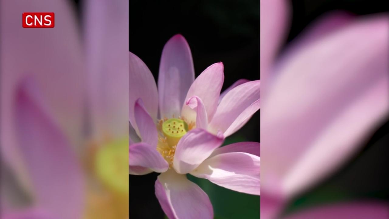 Thousand-year-old lotus blooms in Zhejiang