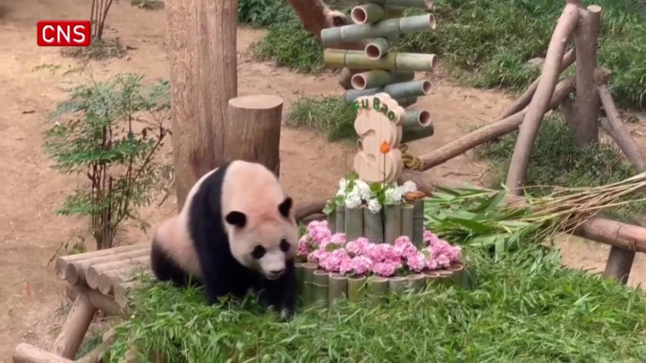 Giant panda Fu Bao celebrates 3rd birthday in South Korea