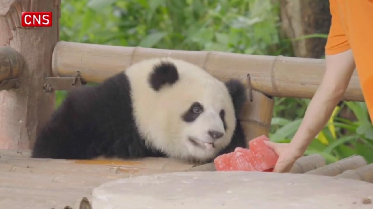 Chongqing Zoo holds birthday party for 2 one-year-old giant pandas