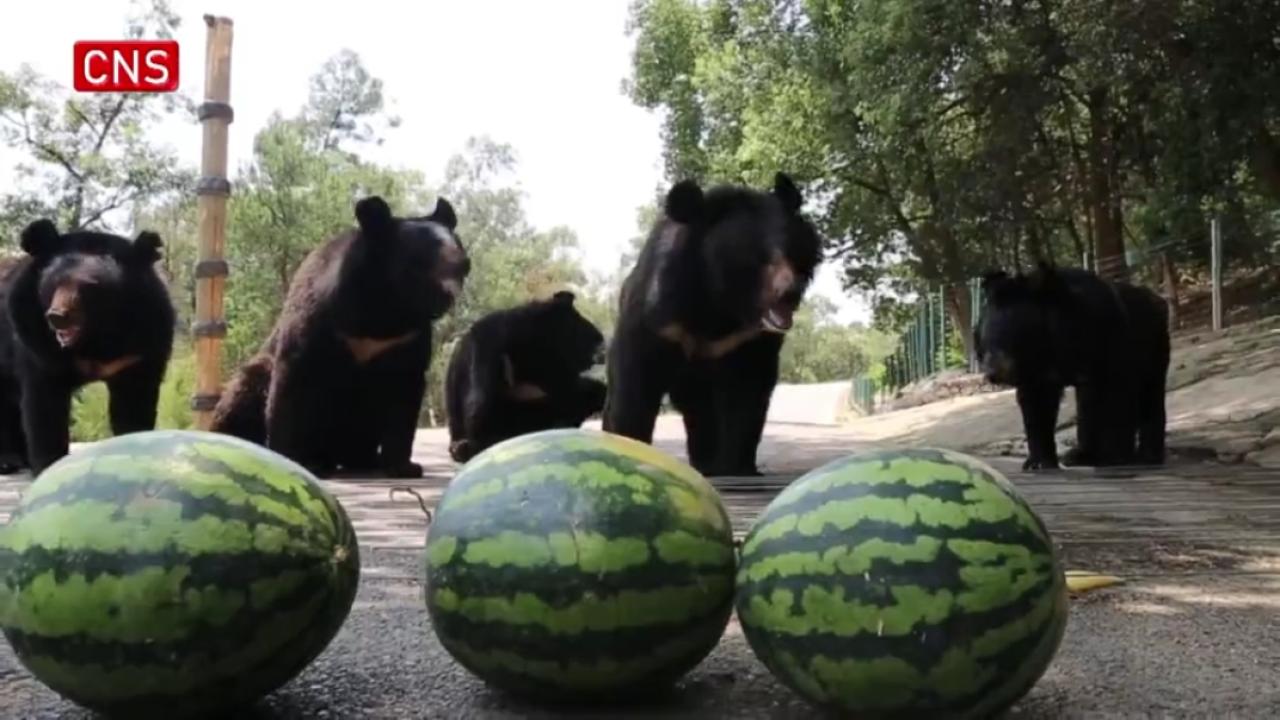 Zoo animals fend off summer heat  