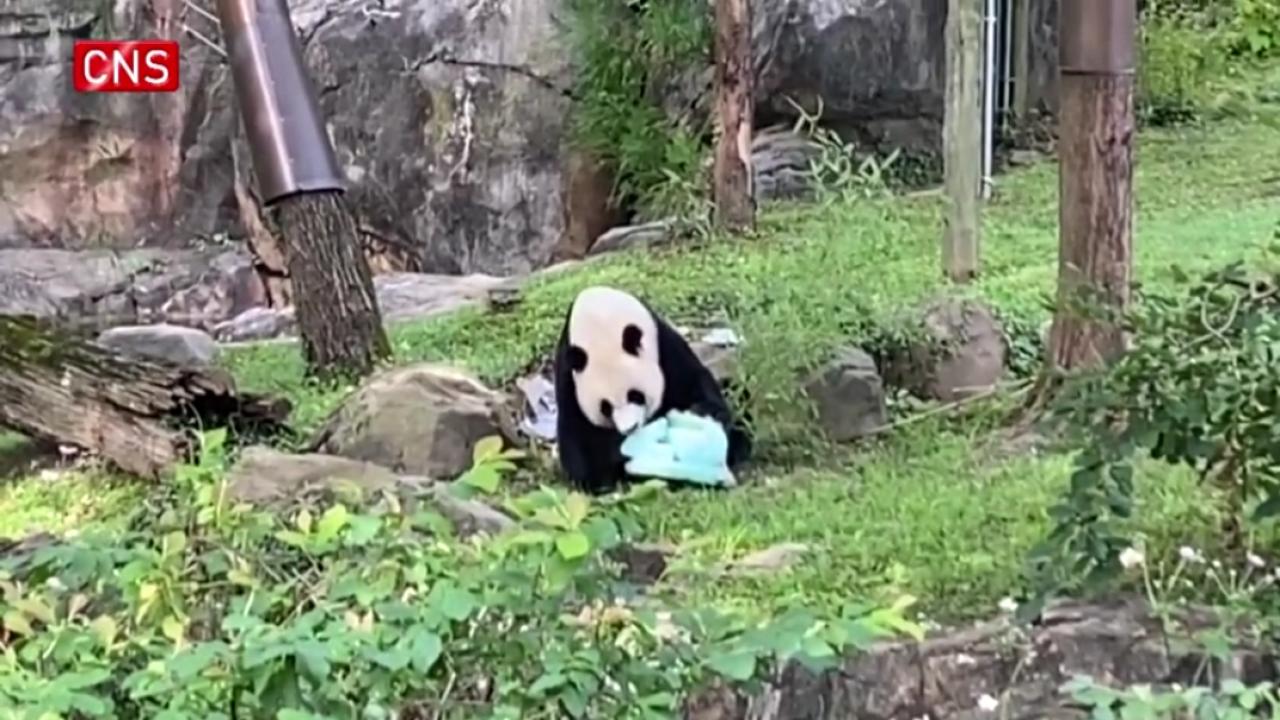 Giant panda Mei Xiang's 25th birthday celebrated at U.S. zoo