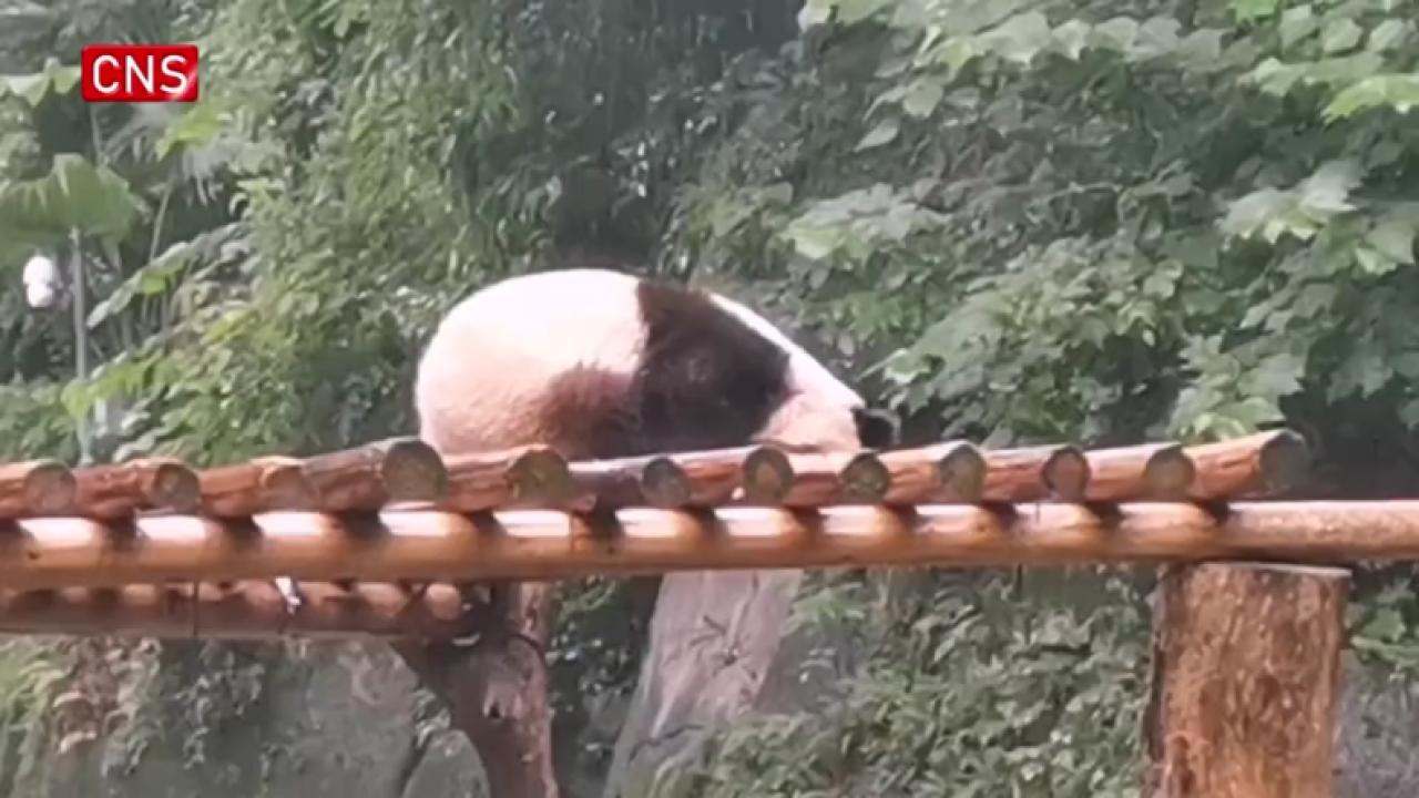 Giant panda enjoys sleeping in the rain