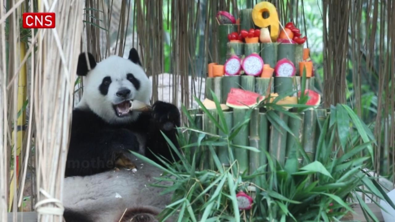 World's only giant panda triplets celebrate 9th birthday in Guangzhou