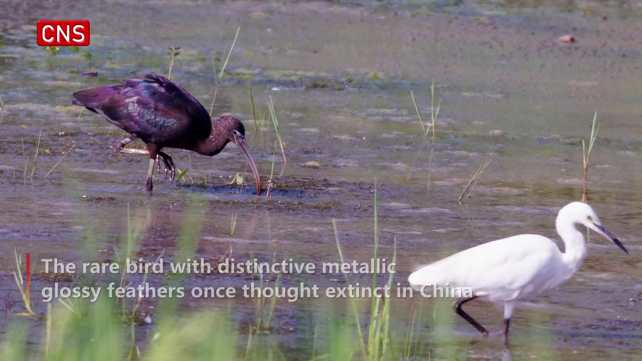 Glossy ibis spotted in Chongqing for first time