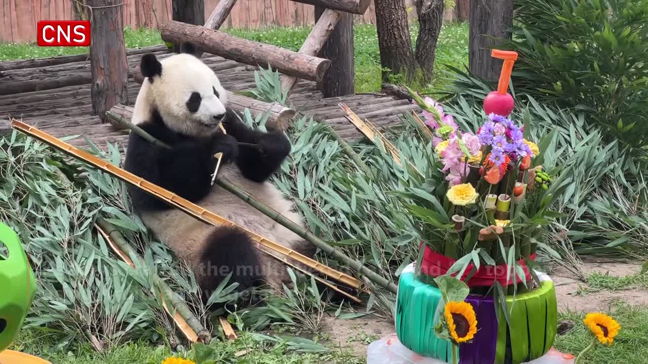 Birthday party held for giant pandas in Changchun 