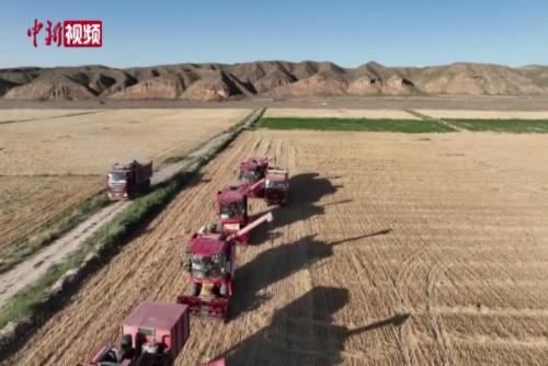 祁连山下28万亩小麦收割忙
