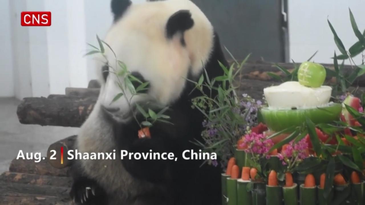 Giant Panda Lou Sheng celebrates 20th birthday