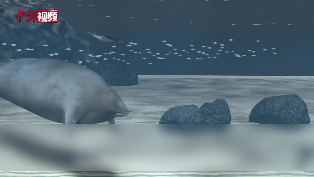 国际研究新发现古代鲸物种或为有记录以来最大最重动物之一