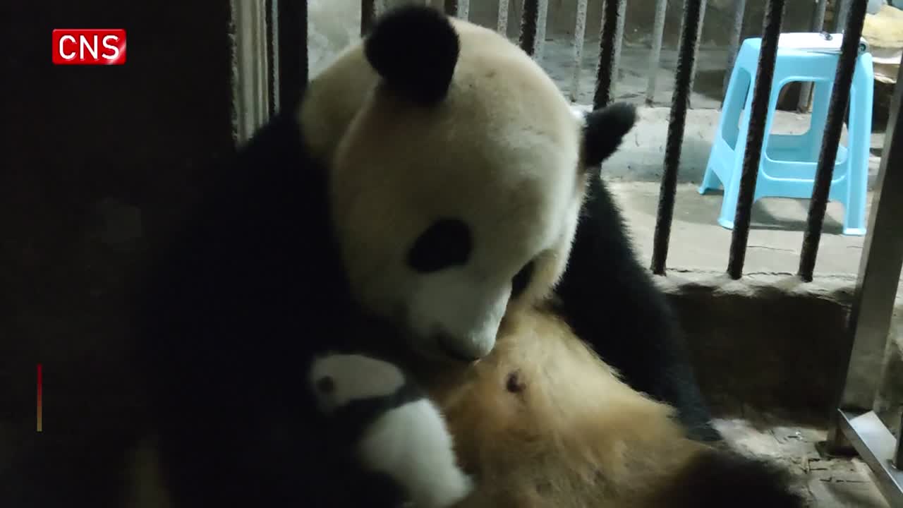 Month-old panda cub makes adorable debut in Chongqing