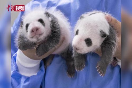 旅韩大熊猫“爱宝”双胞胎宝宝满月照公开