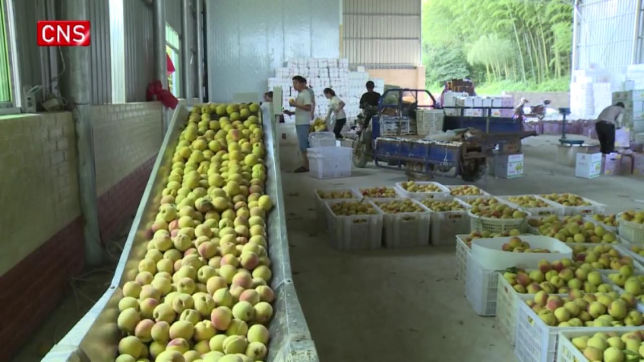 Fruits in SE China's Fujian enter harvest season
