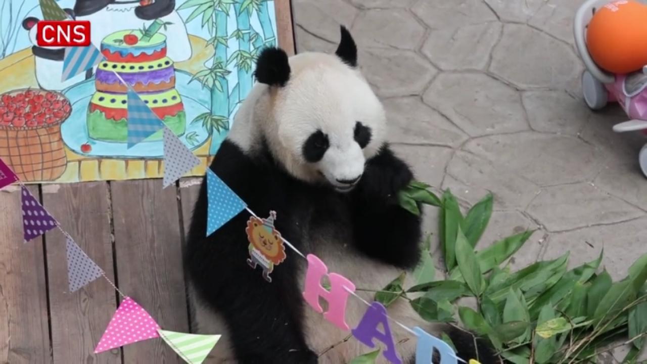 Four giant pandas celebrate birthdays in NE China