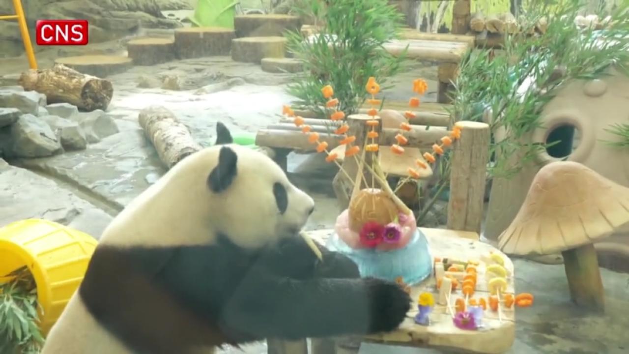 Eight giant pandas celebrate birthday with tourists in Hunan