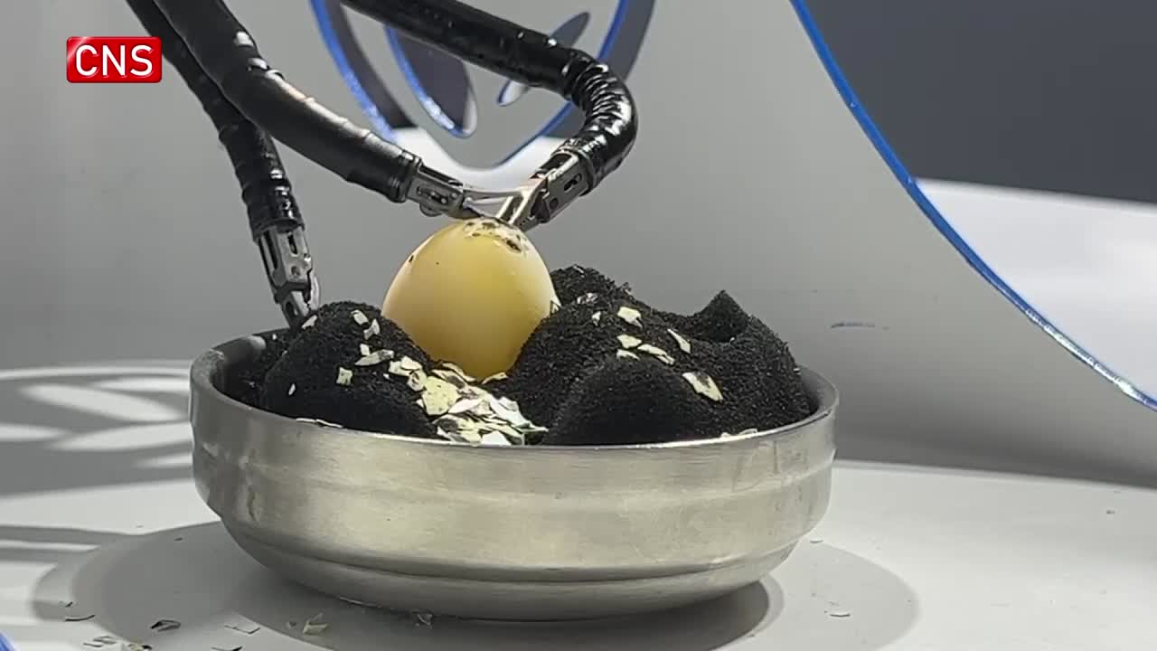 Robot skilled at peeling shell of raw quail egg at WRC 2023