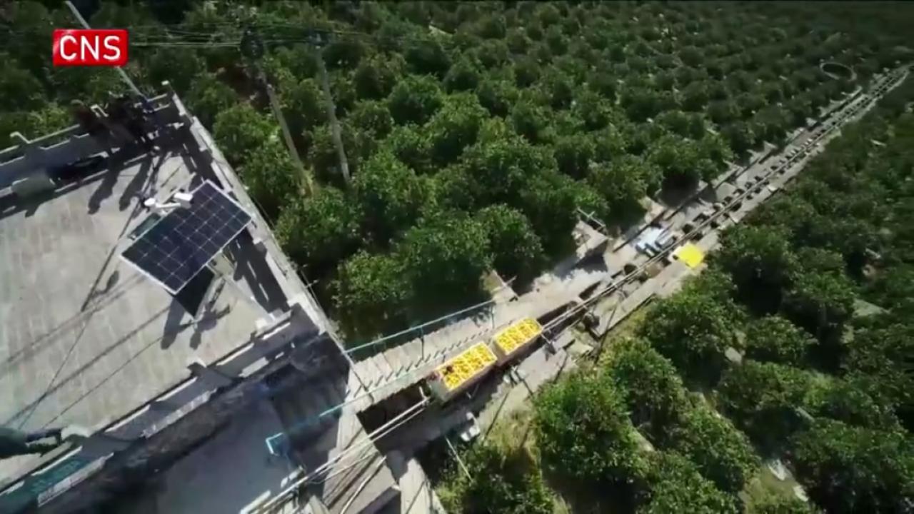 Villagers harvest oranges with drones in C China's Hubei
