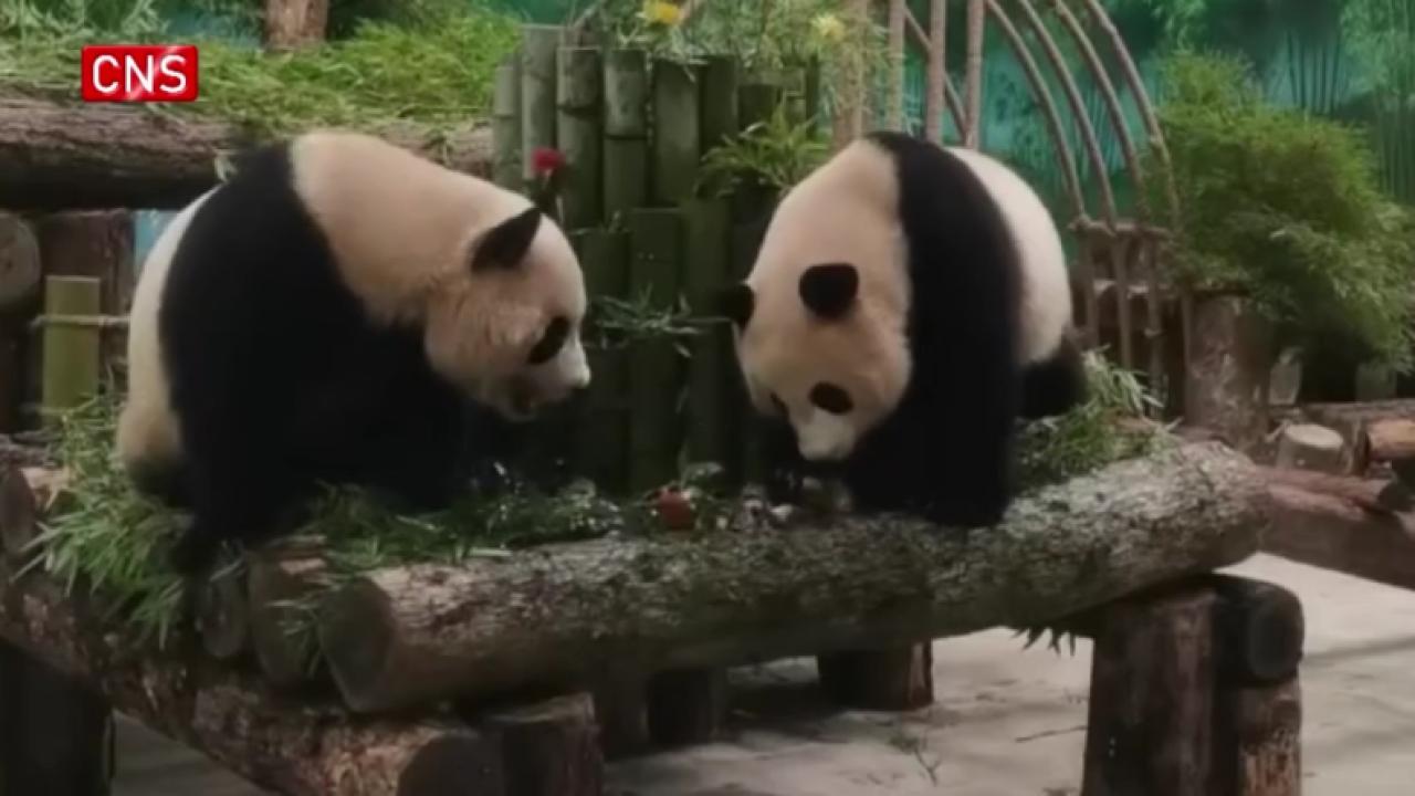Two new arrival giant pandas meet public in Hanghzou Zoo