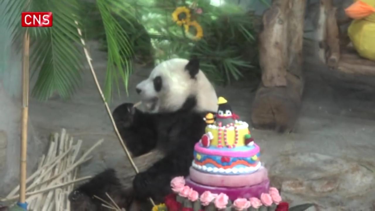 Giant pandas Gong Gong, Shun Shun celebrate 10th birthday in Haikou