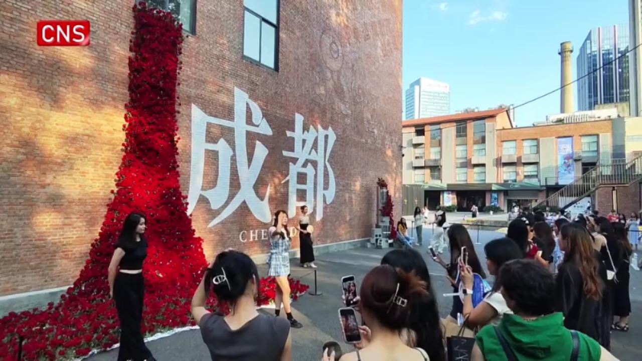Wall decorated with waterfall-like roses for Qixi Festival