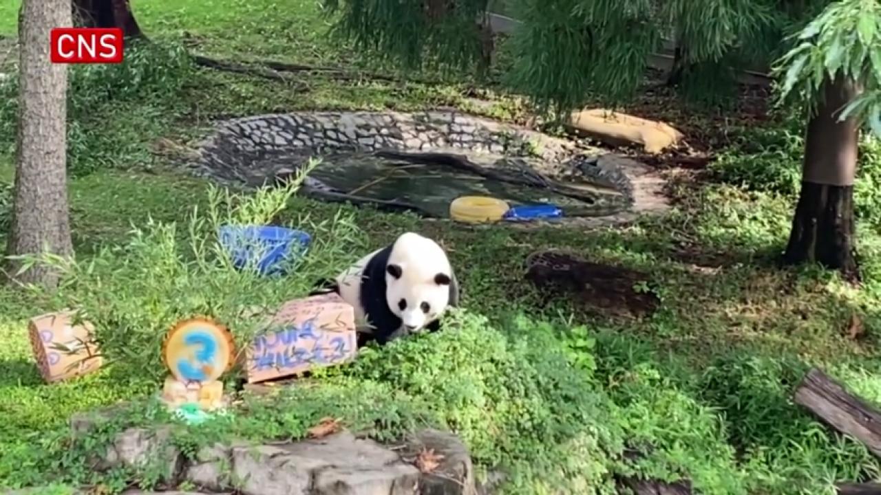 Giant panda cub Xiao Qi Ji celebrates 3rd birthday in U.S.