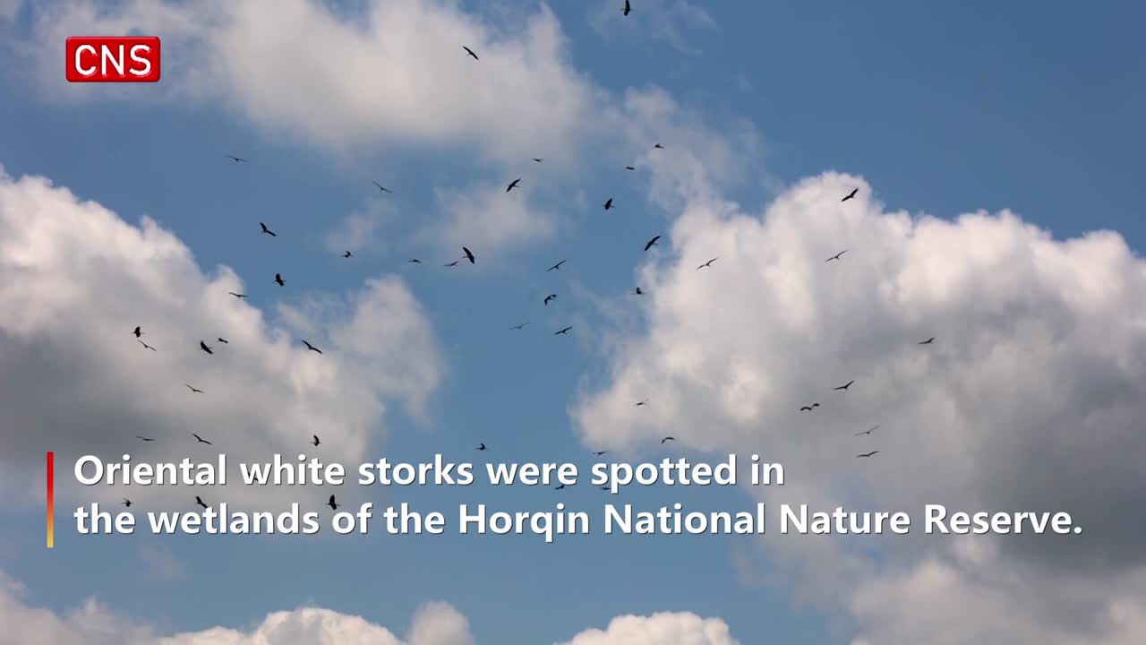 More than 60 oriental white storks appear in N China's Inner Mongolia